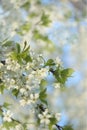 Flowering trees in spring on a blurred background, selective focus, beautiful garden and good harvest in summer Royalty Free Stock Photo