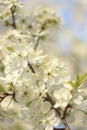 Flowering trees in spring on a blurred background, selective focus, beautiful garden and good harvest in summer Royalty Free Stock Photo