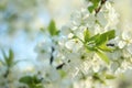 Flowering trees in spring on a blurred background, selective focus, Royalty Free Stock Photo