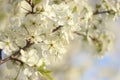 Flowering trees in spring on a blurred background, selective focus, Royalty Free Stock Photo