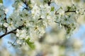 Flowering trees in spring on a blurred background, selective focus, Royalty Free Stock Photo