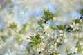 Flowering trees in spring on a blurred background, selective focus Royalty Free Stock Photo