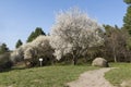 Flowering trees in spring Park, white plaque, round boulder, pat