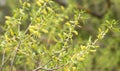 The flowering trees. Young greens on the tree branches Royalty Free Stock Photo