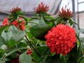 Flowering tropical evergreen shrub lat.- Ixora coccinea