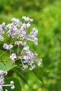 Flowering trumpet shaped Lilac flowers, latin name Syringa, possibly Syringa Emodi Royalty Free Stock Photo