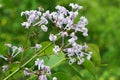 Flowering trumpet shaped Lilac flowers, latin name Syringa, possibly Syringa Emodi Royalty Free Stock Photo