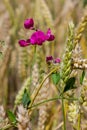 Flowering tuberous pea Lathyrus tuberosus Royalty Free Stock Photo