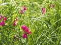 Flowering tuberous pea among meadow grasses Royalty Free Stock Photo