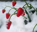 Flowering tulip bending under the weight of snow and ice