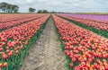 Flowering tulip bulbs in springtime Royalty Free Stock Photo