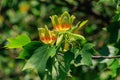 Flowering tulip tree Liriodendron Tulipifera, Tulip Tree, American Tulip Tree, Tuliptree