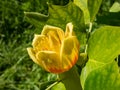 Flowering tulip tree liriodendron tulipifera. Pale green and yellow flower with an orange band on the tepals Royalty Free Stock Photo