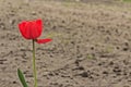 Tulips blossomed in spring on the backyard