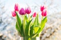 Flowering tulips with cherry tree in background Royalty Free Stock Photo
