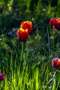 Flowering tulips closeup Royalty Free Stock Photo