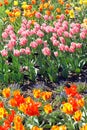 Flowering tulips. Royalty Free Stock Photo