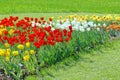 Flowering tulips. Royalty Free Stock Photo
