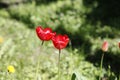 Flowering tulips Royalty Free Stock Photo