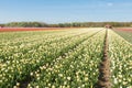 Flowering tulips in springtime Royalty Free Stock Photo