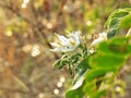 Flowering Turkey berry, Wild eggplant, Pea eggplant or Solanum torvum and watered by a sprinkler Royalty Free Stock Photo