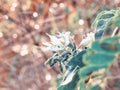 Flowering Turkey berry, Wild eggplant, Pea eggplant or Solanum torvum and watered by a sprinkler Royalty Free Stock Photo