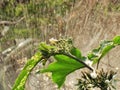 Flowering Turkey berry, Wild eggplant, Pea eggplant or Solanum torvum and watered by a sprinkler Royalty Free Stock Photo