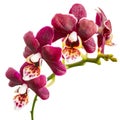 Flowering twig of beautiful dark purple orchid, phalaenopsis is