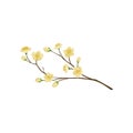 Flowering twig of fruit tree. Pear branch with small flowers. Spring season. Detailed flat vector design Royalty Free Stock Photo