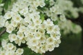 Blooming twig with small bright blossoms Royalty Free Stock Photo