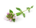 flowering twig thyme spice isolated on white background Royalty Free Stock Photo