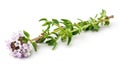 flowering twig thyme spice isolated on white background Royalty Free Stock Photo