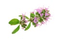 Flowering twig thyme spice isolated on white background