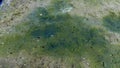 Flowering of unicellular algae on the sand on the shore of the frozen Tiligul estuary