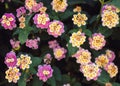 Flowering up close. Violet-yellow flower on a green background. nature. plant leaves close up