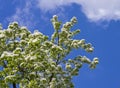 Flowering ussurian pear.