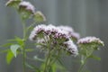 Flowering Valerian- Valeriana officinalis