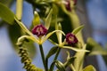 Flowering Vanilla imperialis