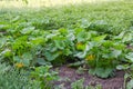 Flowering vegetable marrow plants on a field in morning