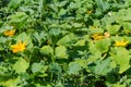 Flowering vegetable marrow plants on a field