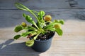 Flowering Venus Flytrap plant Royalty Free Stock Photo