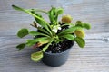Flowering Venus Flytrap plant Royalty Free Stock Photo