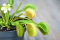 Flowering Venus Flytrap plant. Close up of Dionaea Muscipula in a pot Royalty Free Stock Photo