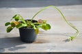 Flowering Venus Flytrap plant showing its long flower stem. Close up of Dionaea Muscipula in a pot Royalty Free Stock Photo
