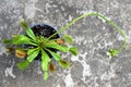 Flowering Venus Flytrap plant showing its long flower stem. Top view of Dionaea Muscipula in a pot Royalty Free Stock Photo