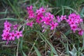 Flowering verbena in the spring garden, pattern with small pink flowers