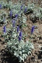 Flowering Veronica spicata incana in May Royalty Free Stock Photo