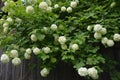 Flowering Viburnum Boule de Neige Snowball Tree Royalty Free Stock Photo