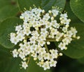 Viburnum lantana (wayfaring tree) Royalty Free Stock Photo
