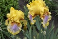 The variety of irises only emphasizes their beauty.